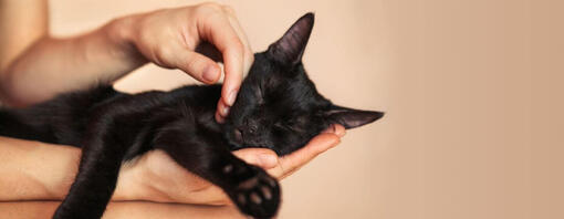 Schwarze Katze wird gestreichelt