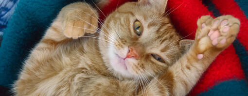 Orangefarbene Katze liegt auf einer Decke