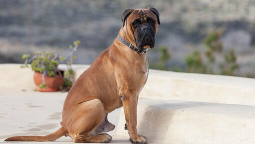 Sitzender Bullmastiff auf einer Terrasse