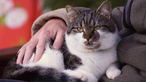 Schwarz-weiße Katze wird gestreichelt