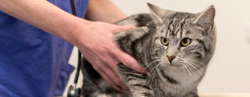 Katze wird untersucht