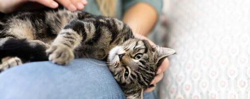 Getigerte Katze wird auf dem Schoß gestreichelt