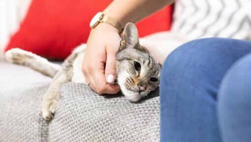 Getigerte Katze wird auf dem Sofa gestreichelt