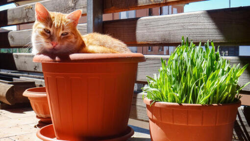Rote Katze liegt in einem Blumentopf neben Katzengras