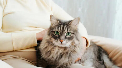 Graue Katze sitzt auf dem Schoß einer Person