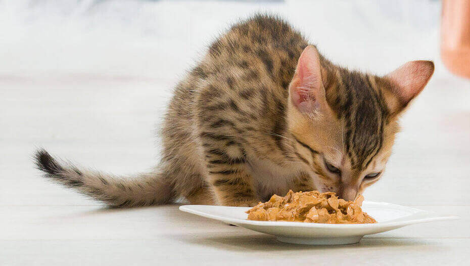 Wet or dry cat food 1 Chat mangeant dans une gamelle